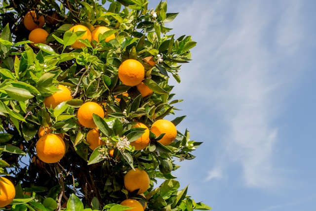 orange tree